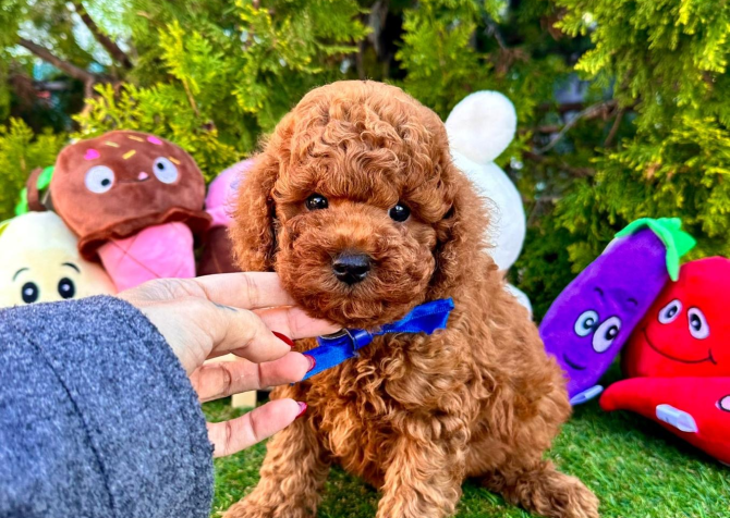 Dark brown toy poodle yavru